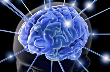 brain