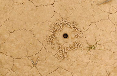 how-do-woodlice-mate-w.jpg