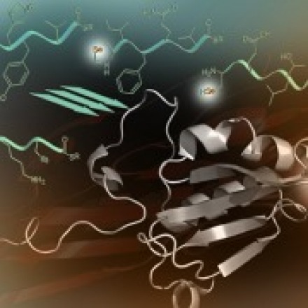 Chemical synthesis of human selenium proteins - Dr. Norman Matance